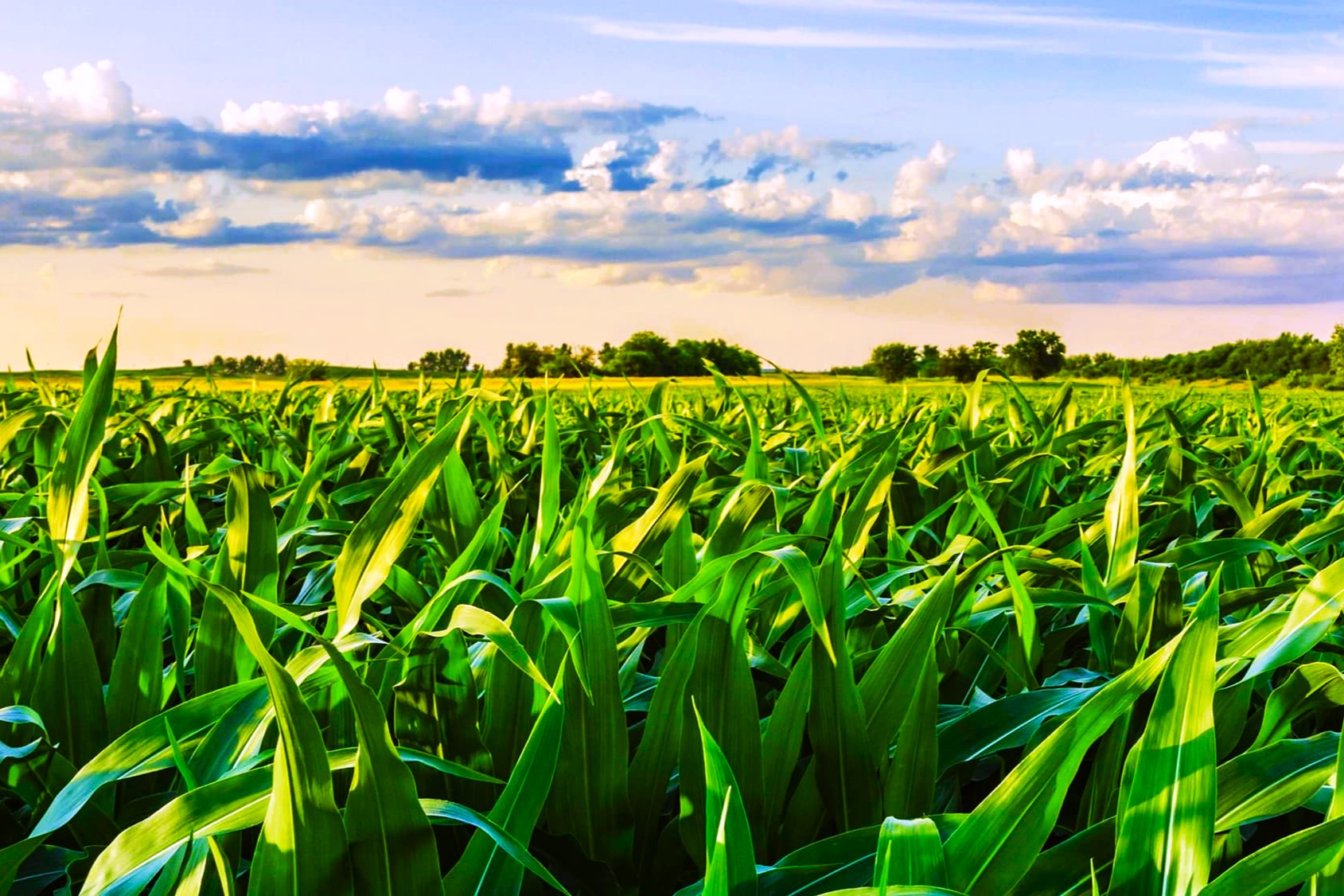 Биотопливо: Перспективы и проблемы возобновляемой энергии