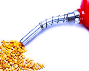На первый взгляд производство биотоплива из семян конопли может показаться дорогостоящим